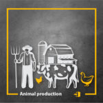 الإنتاج الحيواني