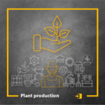 الإنتاج النباتي